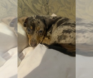 Dachshund Puppy for sale in DENHAM SPRINGS, LA, USA
