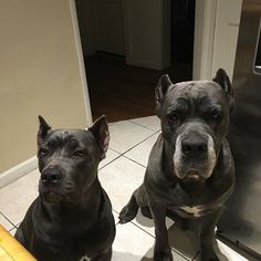 Father of the Cane Corso puppies born on 03/02/2017