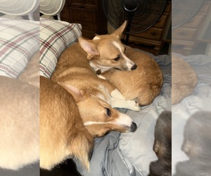 Mother of the Pembroke Welsh Corgi puppies born on 07/20/2025