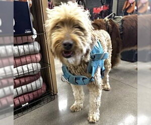 Poodle (Standard) Dogs for adoption in Houston, TX, USA