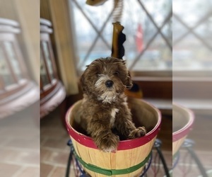 Cavapoo Puppy for sale in MURFREESBORO, AR, USA