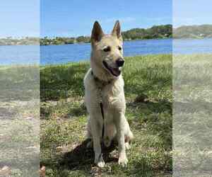 German Shepherd Dog-Huskies Mix Dogs for adoption in Plantation, FL, USA