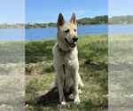 Small German Shepherd Dog-Huskies Mix