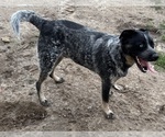 Small #2 Texas Heeler