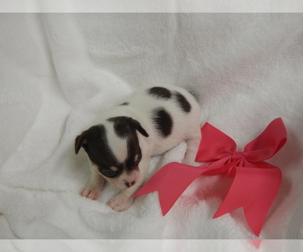 Medium Photo #1 Chihuahua Puppy For Sale in CENTRAL POINT, OR, USA