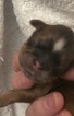 Small Photo #40 Shih Tzu Puppy For Sale in AVONDALE-GOODYEAR, AZ, USA
