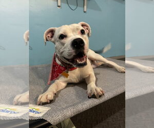 Yumi - Female American Bulldog-Unknown Mix Dog for Adoption - Photo #4