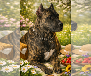Mother of the Presa Canario puppies born on 02/20/2026