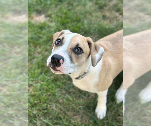 Medium Photo #3 American Pit Bull Terrier-Unknown Mix Puppy For Sale in pomfret, CT, USA