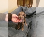 Small Photo #2 Great Dane Puppy For Sale in FARMERSVILLE, TX, USA