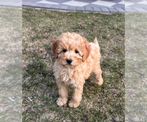 Goldendoodle (Miniature) Puppy for sale in MILWAUKEE, WI, USA