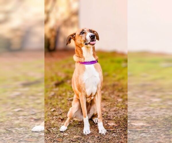 Medium Photo #5 Mutt Puppy For Sale in columbia, SC, USA