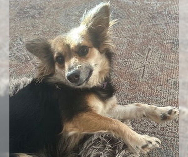 Medium Photo #3 Chion Puppy For Sale in Brooklyn Center, MN, USA