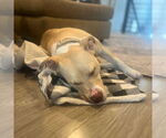 Small #23 American Pit Bull Terrier Mix