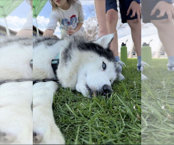 Medium Photo #3 Siberian Husky Puppy For Sale in Lake Elsinore, CA, USA
