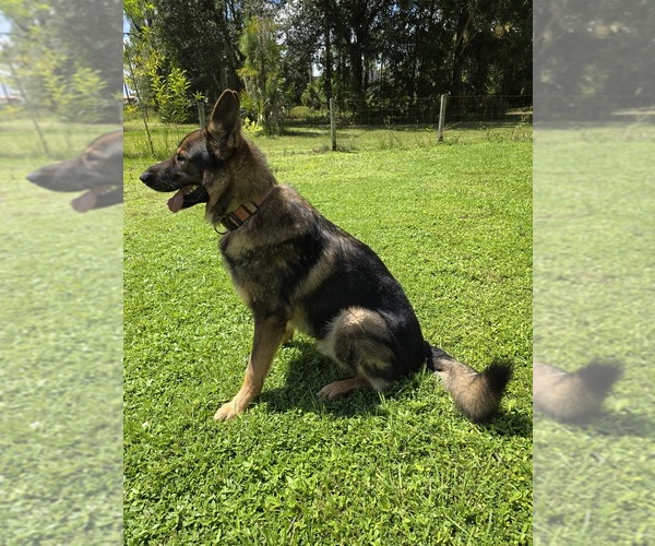 Medium Photo #4 German Shepherd Dog Puppy For Sale in NAPLES, FL, USA