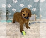 Small #5 Goldendoodle mix (+ Poodle Miniature)