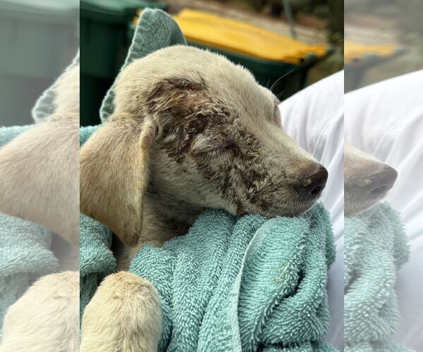 Medium Photo #5 Labrador Retriever-Unknown Mix Puppy For Sale in The Woodlands, TX, USA