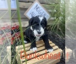 Small Photo #10 Sheepadoodle Puppy For Sale in INDIAHOMA, OK, USA