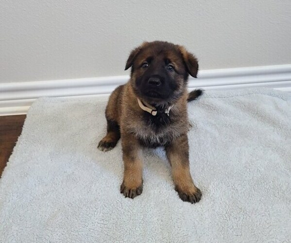 Medium Photo #2 German Shepherd Dog Puppy For Sale in KERENS, TX, USA