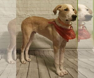Mutt Dogs for adoption in Boonton, NJ, USA