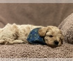 Small Photo #6 Maltipoo Puppy For Sale in PORTERVILLE, CA, USA