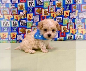 Maltipoo Puppy for sale in WINNSBORO, LA, USA