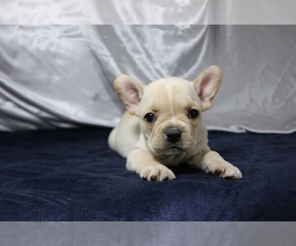 Medium Photo #1 French Bulldog Puppy For Sale in NAPLES, FL, USA