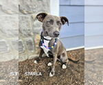Small #2 American Staffordshire Terrier Mix