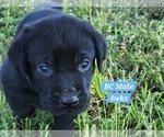 Small Photo #25 Labrador Retriever Puppy For Sale in EDGEWOOD, TX, USA