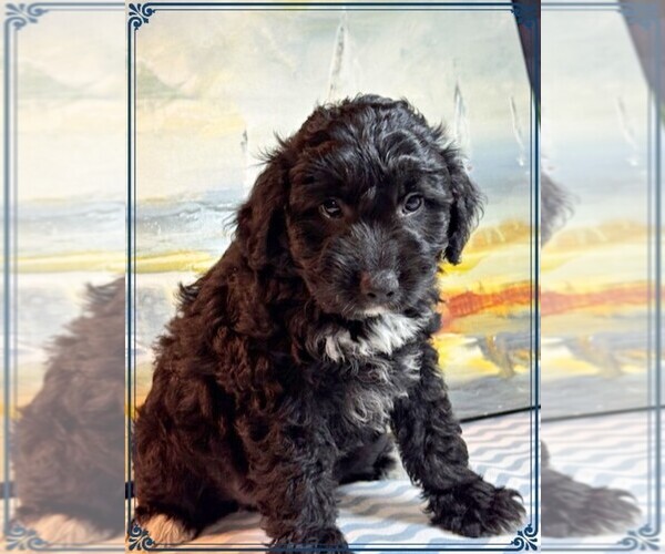 Medium Photo #3 Aussie-Poo Puppy For Sale in PENSACOLA, FL, USA