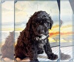 Puppy Puppy 2 Aussie-Poo