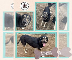 Mutt Dogs for adoption in Princeton, British Columbia, Canada