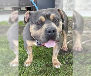 American Pit Bull Terrier-Bulldog Mix Dogs for adoption in Redlands, CA, USA