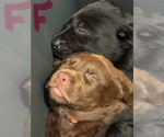 Small #3 Labrador Retriever