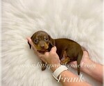Small #1 Dachshund