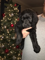 Labradoodle Puppy for sale in BIXBY, OK, USA