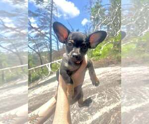 Chiweenie Dogs for adoption in Candler, NC, USA