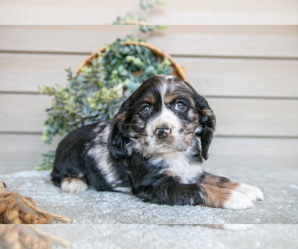 Medium Photo #15 Cocker Spaniel Puppy For Sale in SEAMAN, OH, USA