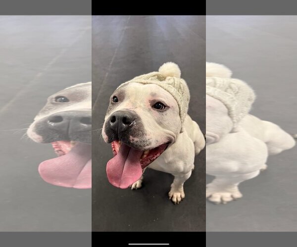 Medium Photo #10 Staffordshire Bull Terrier-Unknown Mix Puppy For Sale in Lockport, NY, USA