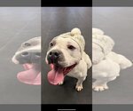 Small #9 Staffordshire Bull Terrier Mix