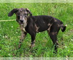 Small #2 Catahoula Leopard Dog-Labrador Retriever Mix