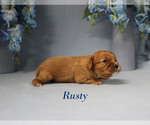 Small #5 Cavalier King Charles Spaniel