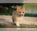 Small Photo #1 Pembroke Welsh Corgi Puppy For Sale in WEVER, IA, USA