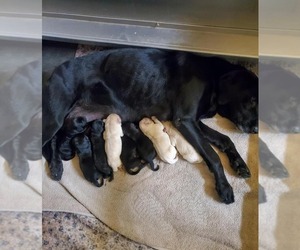 Mother of the Labrador Retriever puppies born on 05/04/2021