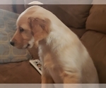 Small Photo #21 Golden Retriever Puppy For Sale in CLAREMORE, OK, USA