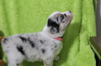 Small Photo #2 Miniature Australian Shepherd Puppy For Sale in HAMPTON, GA, USA