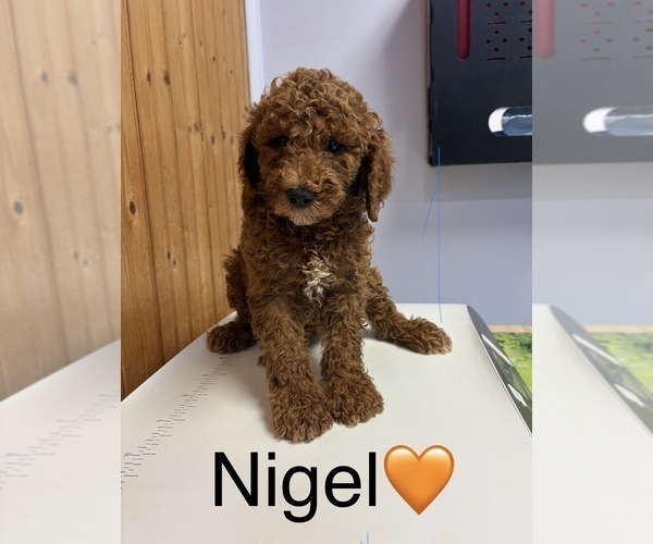 Medium Photo #4 Goldendoodle Puppy For Sale in HILLSBORO, TX, USA