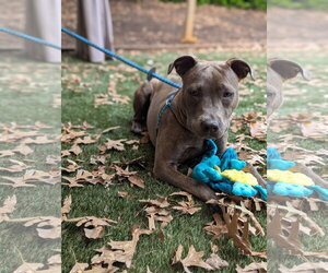 Athena the Pittie - Female American Pit Bull Terrier-Unknown Mix Dog for Adoption - Photo #10