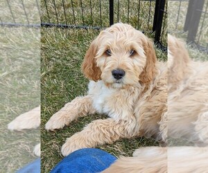 Goldendoodle Puppy for sale in CEDAR CITY, UT, USA